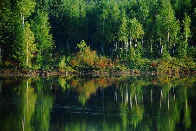 森林生態(tài)系統(tǒng)——森林生態(tài)系統(tǒng)的主要類型、特點(diǎn)和生產(chǎn)力（二）