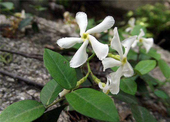 絡石.jpg 絡石.jpg