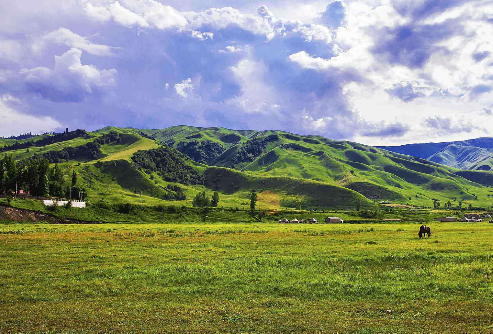 草原生態(tài)系統(tǒng)——草原生態(tài)系統(tǒng)的分布、特點(diǎn)