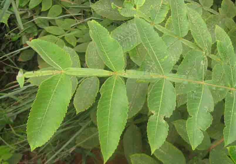 鹽膚木葉.jpg 鹽膚木葉.jpg