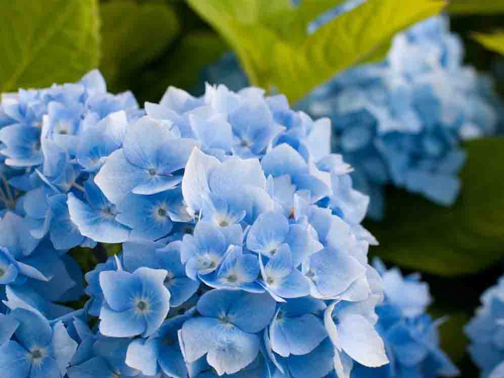 八仙花藍(lán)??.jpg 八仙花藍(lán)??.jpg