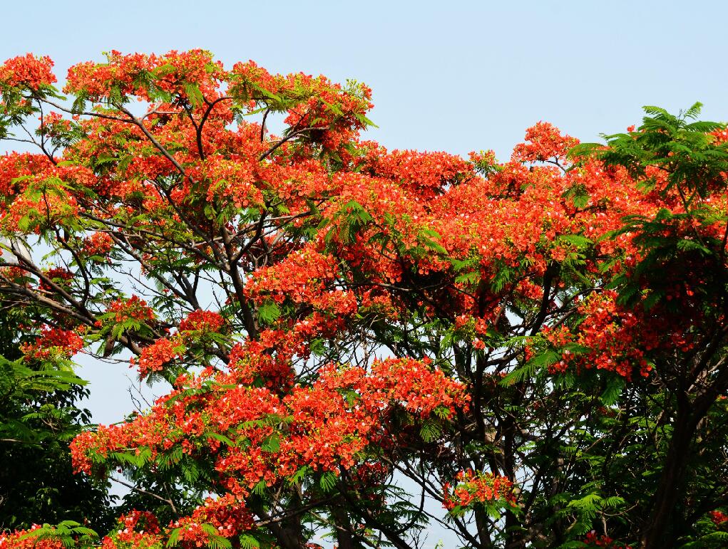 生態(tài)系統(tǒng)的物種流動(dòng)——物種流動(dòng)對生態(tài)系統(tǒng)的影響