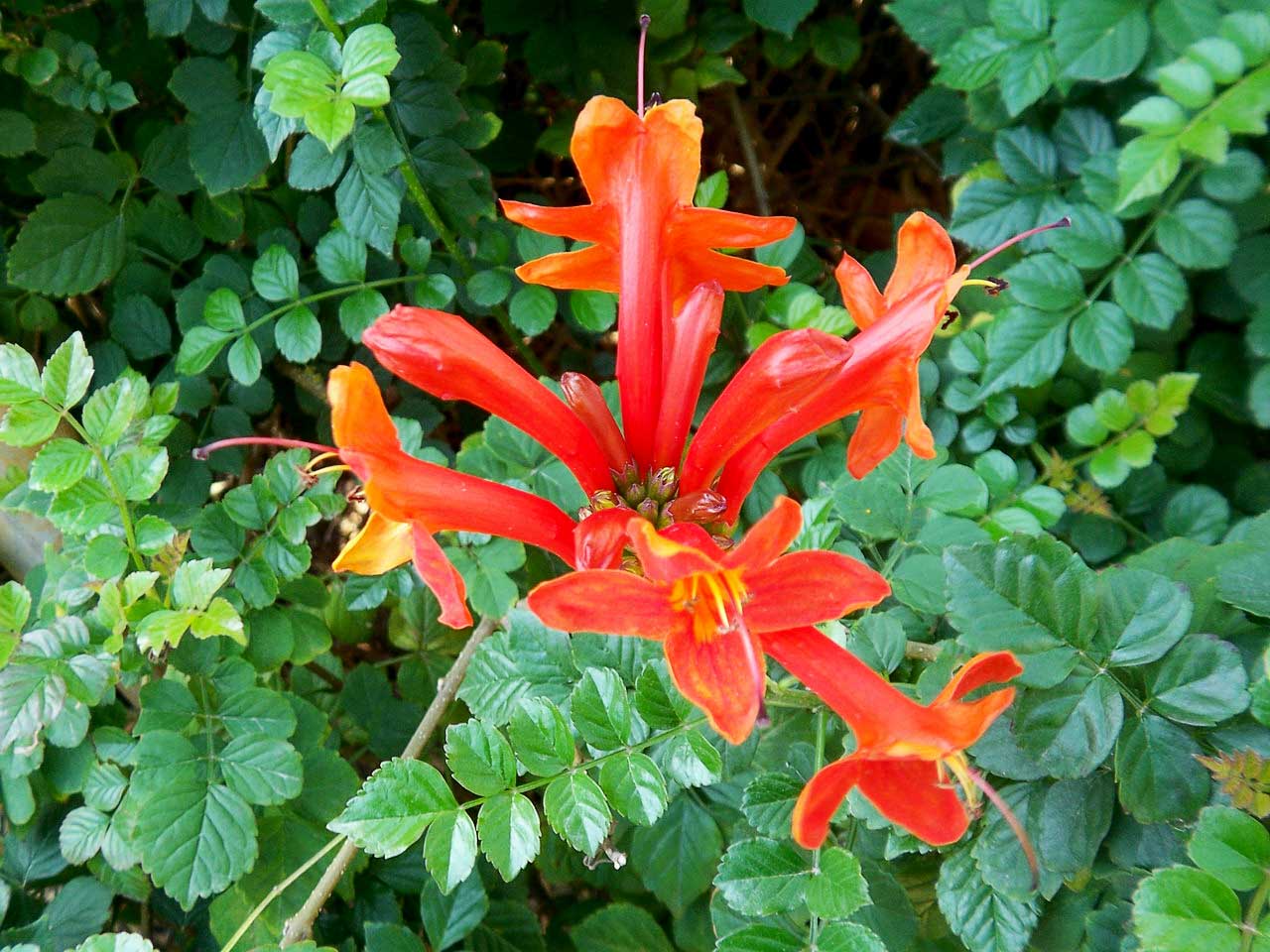 硬骨凌霄 11.jpg 硬骨凌霄 11.jpg