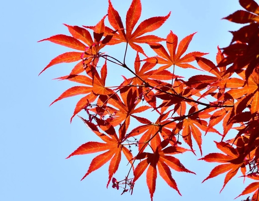 紅楓12.jpg