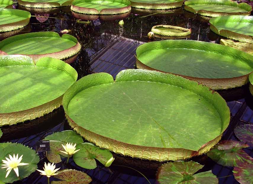 克魯茲王??.jpg 克魯茲王??.jpg