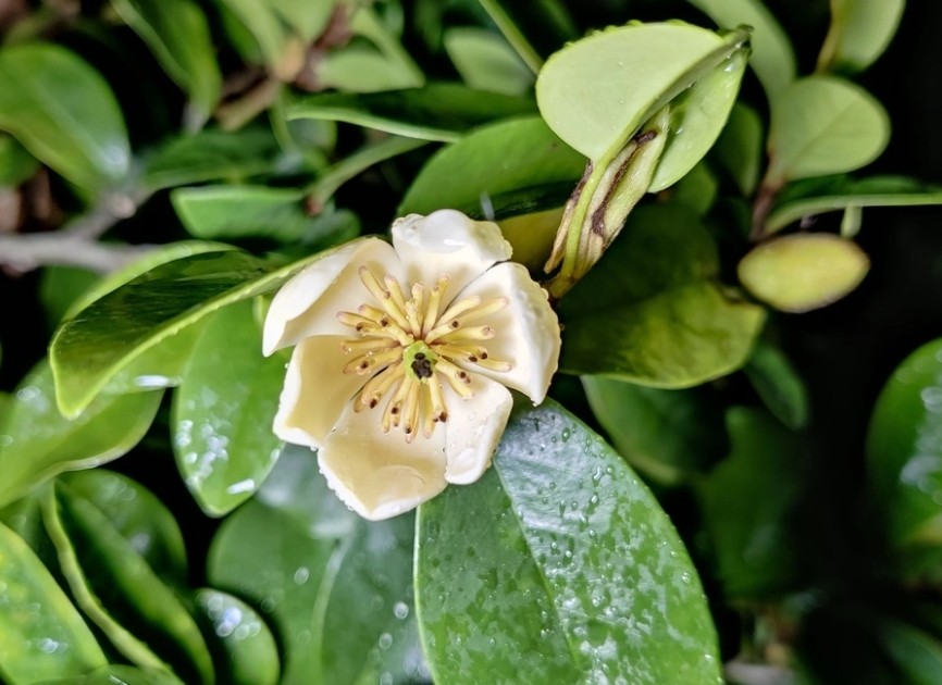 含笑11.jpg 含笑11.jpg