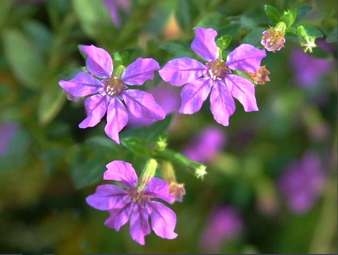 細(xì)葉萼距??1.jpg 細(xì)葉萼距??1.jpg