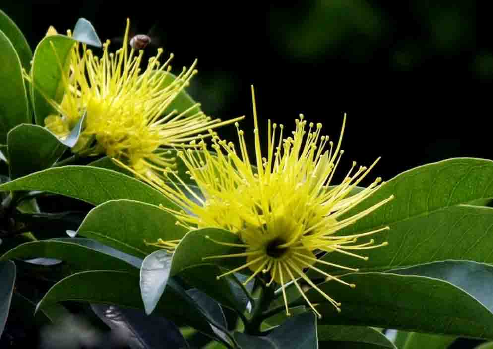 海南蒲桃11.jpg 海南蒲桃11.jpg