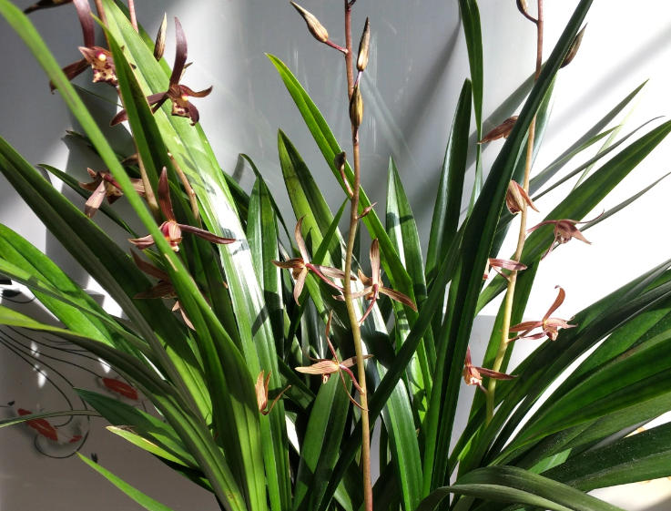 墨蘭11.jpg 墨蘭11.jpg