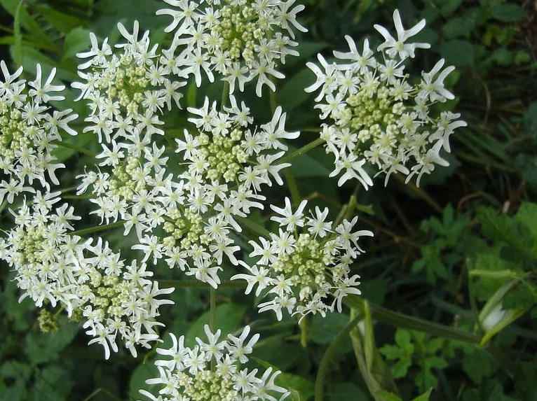 白芷12.jpg 白芷12.jpg