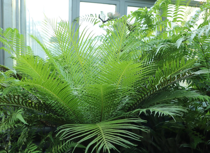 蘇鐵??1.jpg 蘇鐵??1.jpg